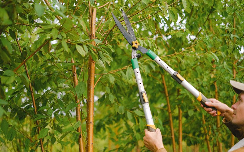 Tree trimming in Heyburn, ID